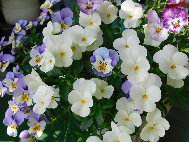 10月のにわごと